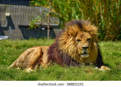 Lion In Melbourne Zoo