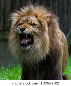 Lion Mid Roar And Fierce