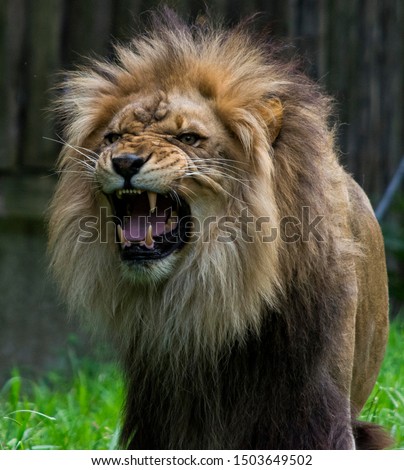 Lion mid roar and fierce