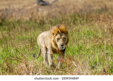 Lion, Mikumi National Park, Tanzania