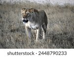 lion at the monart safari park