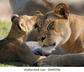 Lion Mother And Cub