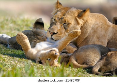 Lion Mother And Cub