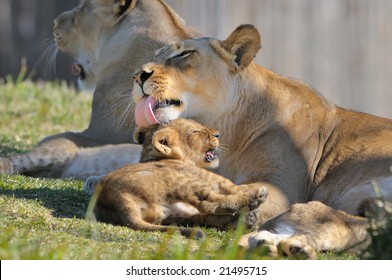 Lion Mother And Cub