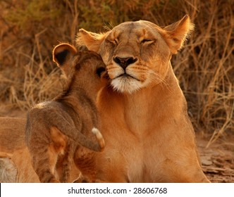 Lion Mother And Cub