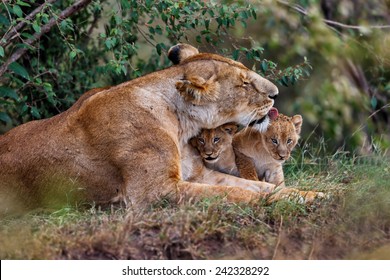 Lion Mother Cuddling With Her Babies In Masai Mara, Kenya