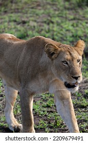 Lion Mother On The Hunt