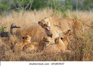 Lion mother warning her cubs to leave her along. She was unable to feed them since the had gone a long time without eating. - Shutterstock ID 691893937