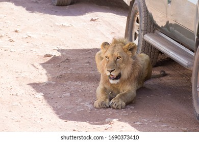 Lion Car Images Stock Photos Vectors Shutterstock