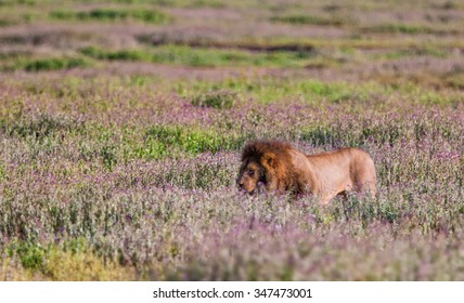 Lion In The Ngorongoro Crater, Tanzania