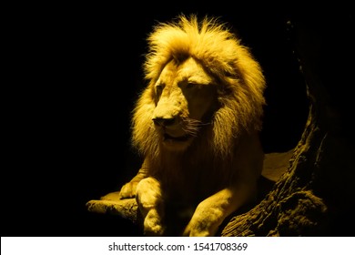 Lion In A Night Safari In Chiang Mai, Thailand