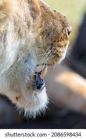 Lion Nose With Sharp Fangs