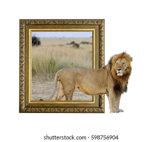Lion in old wooden frame with 3d effect