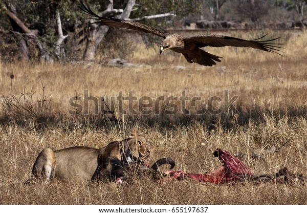 Lion On Kill Tawny Eagle Flying Royalty Free Stock Image