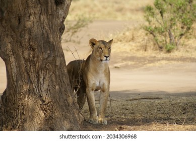 Lion on the lookout behind a tree