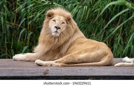 Lion On Watch While Sitting