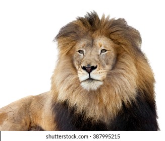 Lion On White Background