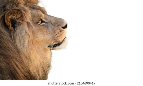 Lion on white background, background with lion, wildlife, wildlife concept - Shutterstock ID 2154690417