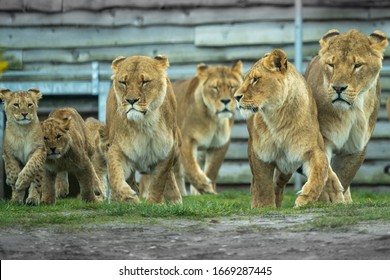 Lion Pack With Lioness And Cubs