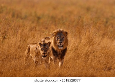 Lion pair in golden grass in Okavango delta, Botswana. Safari in Africa. African lion in savanna , with beautiful evening light. Wildlife scene from nature. Animal in Africa. Hot dry day in Africa.
