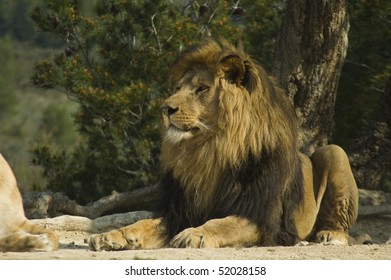 Lion (Panthera Leo)