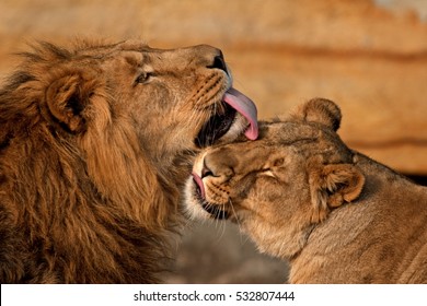 lion, panthera leo, - Shutterstock ID 532807444