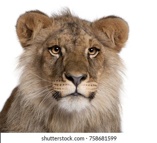 Lion Blanc Bebe Stock Photos Images Photography Shutterstock Lion Blanc Bebe Stock Photos Images Photography Shutterstock