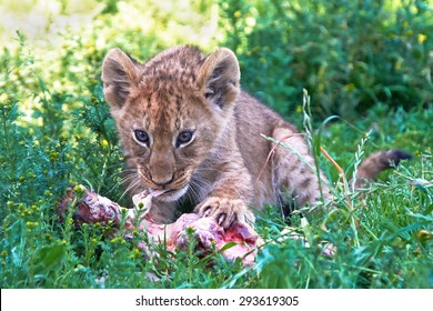 2,895 Lion eating meat Images, Stock Photos & Vectors | Shutterstock