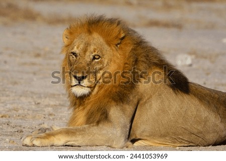 Lion (Panthera leo) observed in Etosha National Park (Kunene region, northwestern Namibia, Africa)