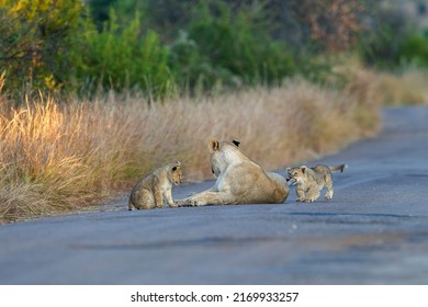   Lion ( Panthera Leo ) Pilanesberg Nature Reserve, South Africa