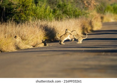   Lion ( Panthera Leo ) Pilanesberg Nature Reserve, South Africa