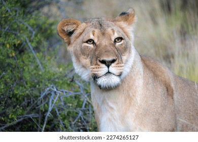 León (Panthera leo) en el hábitat típico de Karoo. Cabo Occidental. Sudáfrica