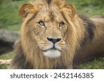 Lion photograph at Taronga Zoo Sydney New South Wales Australia