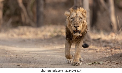 Lion Photographed At Sasan Gir Gujarat 