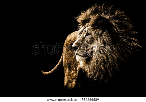 明るい金色のライオンのポートレート の写真素材 今すぐ編集