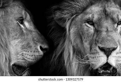 100,185 Lion noir et blanc Images, Stock Photos & Vectors | Shutterstock