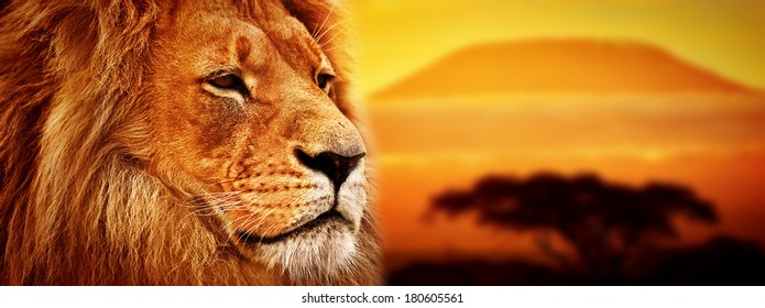 Портрет льва на фоне пейзажа саванны и горы Килиманджаро на закате. Панорамная версия