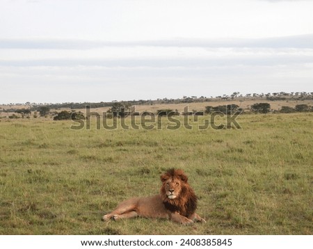 Lion pose on the Masai Mara, Kenya