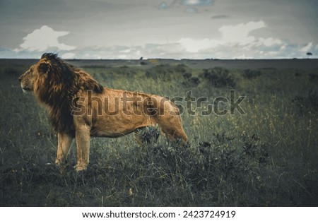  Lion posing, Game drive to hunt the big 5 in Masai Mara, Kenya. 
