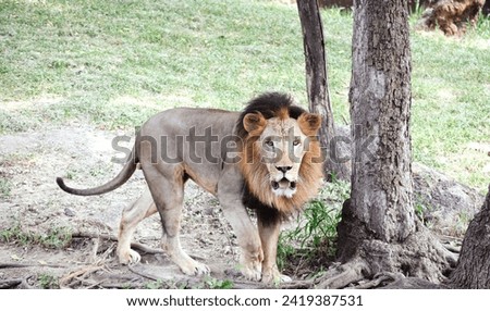 Lion posing like king of jungle