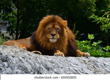 Lion Posing In Warsaw Zoo.