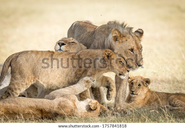 Lion pride bonding showing affection with flies around their faces in ...