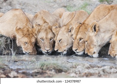 Lion Pride Drinking Water