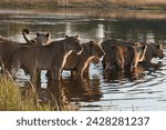 Lion pride (panthera leo) crossing savute channel, linyanti, botswana, africa