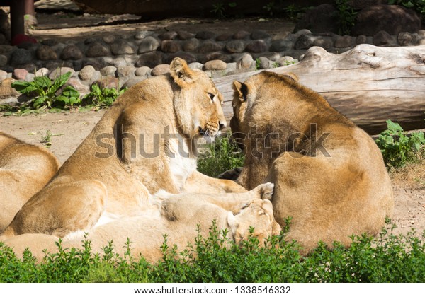 lion pride rests after hunting, male Asian lion\
and two females