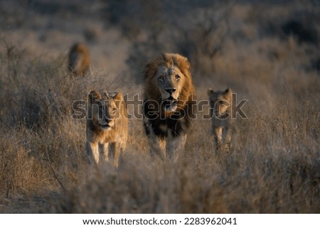 A lion pride walking through the dry savanna towards the camera, beautiful male lions in the middle. Kruger National Park. 