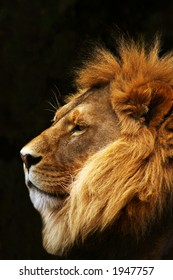 Lion In Profile