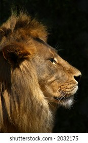 Lion In Profile