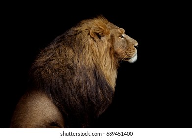 Lion Profile On Black Background