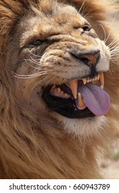 Lion Pulling A Face. Funny Animal Expression Meme Image. Lion Sticking Its Tongue Out After Being Left With A Bad Taste In The Mouth. (It Had Actually Just Licked A Female)